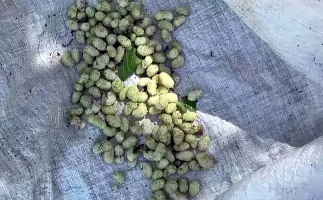 Anadolu'nun mucizesi: Doğal enerji kaynağı! Doğal beslenme akımının yeni yıldızı: Dut pekmezi 1